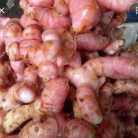 Gambar Lengkuas Super 250gr dari Pasar modern BSD undefined 1 Tokopedia
