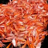 Gambar bibit ikan nila merah paket 100 ekor cocok untuk pembesaran lg dari KOI VAN JAVA undefined 1 Tokopedia