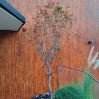 Gambar tanaman pohon maple Jepang dari Tania Flowrist undefined 5 Tokopedia