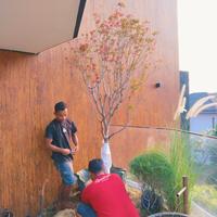 Gambar tanaman pohon maple Jepang dari Tania Flowrist undefined 3 Tokopedia