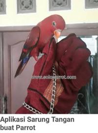 Gambar Sarung Tangan Pegang Falk Lovebird Nuri Afgrey Kakatua Macau - SARUNG TANGAN, - MERAH dari Zainal Birdshop undefined 3 Tokopedia