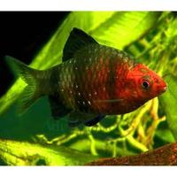 Gambar ikan hias ruby barb dari Fauna aqua undefined 1 Tokopedia