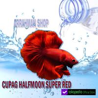 Gambar IKAN CUPANG halfmoon Super Red murah terlaris dari Arrahman Shop2 undefined 1 Tokopedia