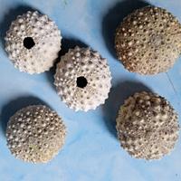 Gambar Sea Urchin Bulu Babi landak laut Manggisan Tilandanasia / pcs dari F.A.Y TOSERBA undefined 1 Tokopedia