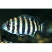 Gambar ikan hias zebra 99 dari Fauna aqua undefined 1 Tokopedia