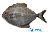 Gambar Bawal Hitam / Jual Ikan Bawal Hitam Frozen / beku size 300gr-500gr dari FOSS SEAFOOD undefined 1 Tokopedia