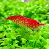 Gambar udang hias red cherry shrimp dari umahAmi undefined 1 Tokopedia