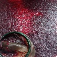 Gambar Makanan Ikan - cacing darah hidup - cadar pakan ikan bloodworm fresh dari Arrahman Shop2 undefined 1 Tokopedia