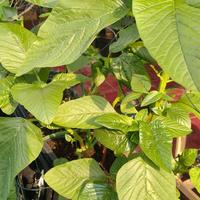 Gambar Benih Bayam Hijau Amaranthus 10 Gram Kemasan Hemat, Beli 5 Gratis 1 dari Padi Evergreen Indonesia undefined 1 Tokopedia
