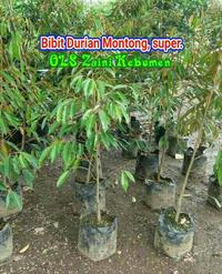 Gambar Bibit Durian Musangking super, okulasi, 1 meter lebih, cepat berbuah a dari olshopzaini undefined 1 Tokopedia