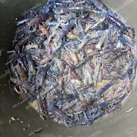 Gambar bibit lobster konsumsi redclaw biruu dari RR FARM INDONESIA 2 undefined 1 Tokopedia
