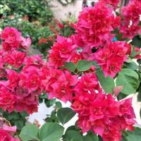 Gambar Tanaman Hias Bougenville hawai bunga pink magenta keriting dari Raffy Green Lanscape undefined 1 Tokopedia