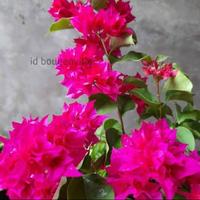 Gambar Tanaman Hias Bougenville hawai bunga pink magenta keriting dari Raffy Green Lanscape undefined 2 Tokopedia