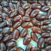 Gambar 100 G GR GRAM LI ZHI HE KE SEMEN LITCHI LYCHEE SEED SEEDS BIJI LECI - 10 gram dari Kishen01 undefined 1 Tokopedia