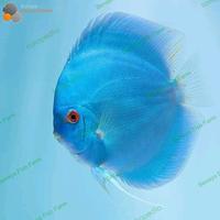 Gambar Ikan Discus Blue Diamond 2 Inch Grade Super dari Benaya Fish Farm 01 undefined 1 Tokopedia