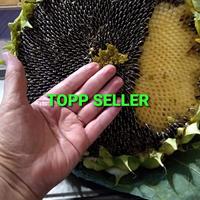 Gambar BUNGA MATAHARI BIJI BESAR dari TOPP SELLER undefined 1 Tokopedia