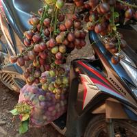 Gambar Matoa super 1 kg dari Yuvana madu undefined 2 Tokopedia