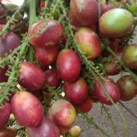 Gambar Matoa super 1 kg dari Yuvana madu undefined 1 Tokopedia