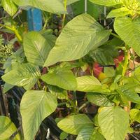 Gambar Benih Bayam Hijau Amaranthus 10 Gram Kemasan Hemat, Beli 5 Gratis 1 dari Padi Evergreen Indonesia undefined 5 Tokopedia