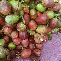 Gambar Matoa super 1 kg dari Yuvana madu undefined 5 Tokopedia