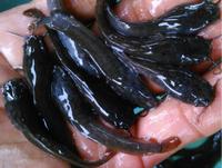 Gambar Benih / Bibit Ikan Lele Sangkuriang 8 9 cm dari Ahmad Fishfarm undefined 1 Tokopedia
