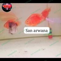 Gambar San Arwana Ikan Oscar Super Red Paris Short Body Tankmate Arowana Predator Ukuran 11-12cm Kondisi Sehat Mulus dari san arwana undefined 3 Tokopedia