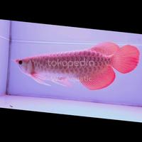 Gambar arwana super red 38cm mulus dari WS Aquatic undefined 5 Tokopedia