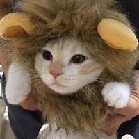 Gambar Pet Kostum Lion Wig Topi Anjing Kucing - S dari Elora Pet Care undefined 3 Tokopedia