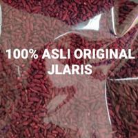Gambar Angkak Premium 100 gram / Angkak Merah / Hong Mi - Untuk DBD dari JLaris undefined 1 Tokopedia