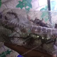 Gambar cicak hidup dari dunia kandang shop undefined 1 Tokopedia
