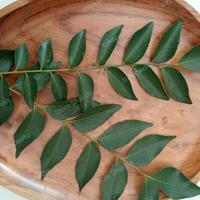 Gambar Daun Kari / Salam Koja / Daun Temurui dari Shakila Store Bogor undefined 2 Tokopedia