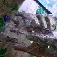 Gambar cicak hidup dari dunia kandang shop undefined 2 Tokopedia