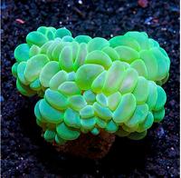 Gambar Bubble Coral Green Cendol hijau metalik coral - LPS - M dari Kanaya Garden_NEW undefined 1 Tokopedia