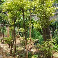 Gambar Tanaman Bonsai Anting Putri 1 Meter Pohon Siap Stok Tinggi 1 Mtr Hingga 2 Mtr Pilihan Ekspedisi Grab Card atau Grab Instan dari EDENTAMANINDAH undefined 2 Tokopedia
