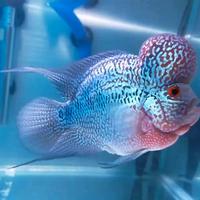 Gambar ikan louhan shortbody 8-10cm hiasan aquarium dari Aquasmi fish undefined 1 Tokopedia