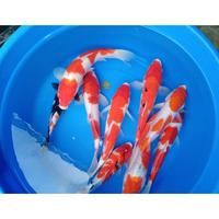 Gambar READY!! ikan hias koi blitar grade bagus 30 - 35 cm rendom motif acak dari Yalmafish undefined 5 Tokopedia