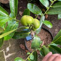 Gambar black sapote sudah berbuah dari ANDHIKA BRILILYAN undefined 1 Tokopedia