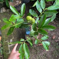 Gambar black sapote sudah berbuah dari ANDHIKA BRILILYAN undefined 2 Tokopedia