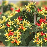 Gambar pohon cabe rawit/cabe setan dari Naura flora_NEW undefined 2 Tokopedia