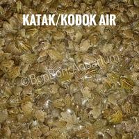 Gambar KATAK AIR / KODOK AIR - ANAK KATAK - ANAK KODOK - UMPAN PREDATOR dari BON BON AQUARIUM undefined 3 Tokopedia