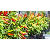 Gambar pohon cabe rawit/cabe setan dari Naura flora_NEW undefined 3 Tokopedia