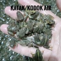 Gambar KATAK AIR / KODOK AIR - ANAK KATAK - ANAK KODOK - UMPAN PREDATOR dari BON BON AQUARIUM undefined 2 Tokopedia