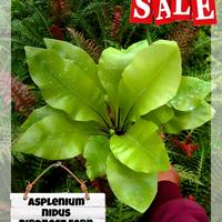Gambar tanaman asplenium nidus import / birdnest fern / kadaka hybrid dari Akar rimbun undefined 1 Tokopedia