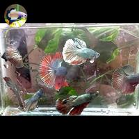 Gambar Ikan Cupang Halfmoon Cooper Bunglon (Real Pic) dari Rayya Betta Farm undefined 3 Tokopedia