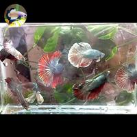 Gambar Ikan Cupang Halfmoon Cooper Bunglon (Real Pic) dari Rayya Betta Farm undefined 2 Tokopedia