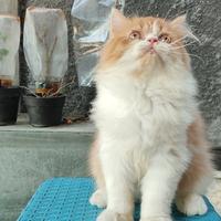 Gambar KUCING ORENS PUTIH BETINA dari lulutpuji undefined 1 Tokopedia
