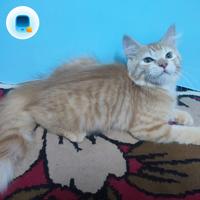 Gambar kucing Persia anakan 3 bulan dari RaRas Saudara undefined 3 Tokopedia
