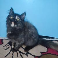 Gambar kucing Persia anakan 3 bulan dari RaRas Saudara undefined 4 Tokopedia