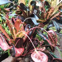 Gambar Tanaman Hias Puring Anting cantik dan unik dari daffa.garden.plant undefined 1 Tokopedia