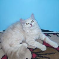 Gambar kucing Persia anakan 3 bulan dari RaRas Saudara undefined 1 Tokopedia